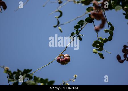 Manila tamarind fruit on tree, tropical fruit. Stock Photo