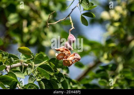 Manila tamarind fruit on tree, tropical fruit. Stock Photo