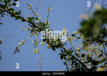 Manila tamarind fruit on tree, tropical fruit. Stock Photo