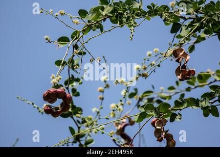 Manila tamarind fruit on tree, tropical fruit. Stock Photo