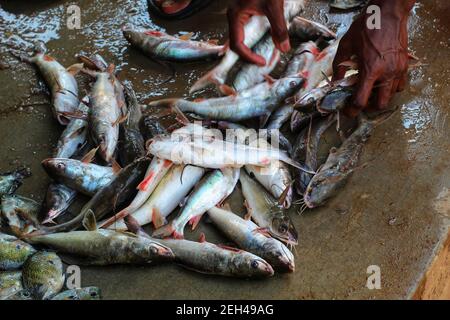 marine catfish sale in indian fish market marine catfish culture Stock Photo