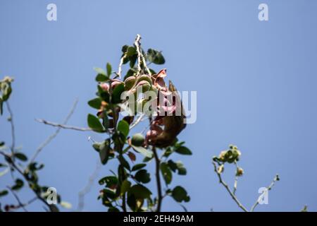 Manila tamarind fruit on tree, tropical fruit. Stock Photo