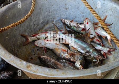 marine catfish sale in indian fish market marine catfish culture Stock Photo