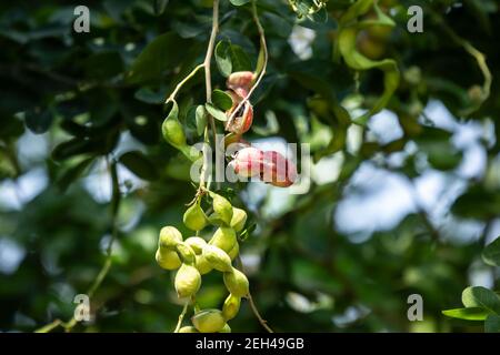 Manila tamarind fruit on tree, tropical fruit. Stock Photo