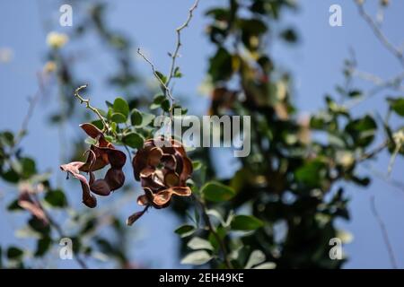 Manila tamarind fruit on tree, tropical fruit. Stock Photo