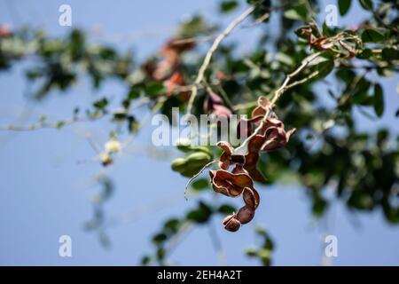 Manila tamarind fruit on tree, tropical fruit. Stock Photo