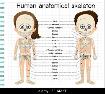 Human anatomical skeleton with label illustration Stock Vector