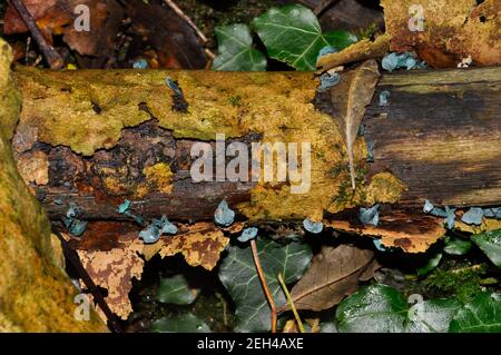 Chlorociboria aeruginascens,  saprobic species of mushroom, common name Green elfcup or the Green Wood Cup found on rotting timber in a wood in the Me Stock Photo