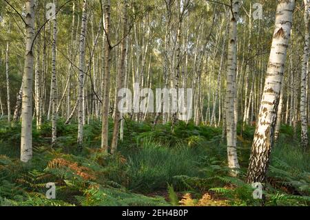 Silver Birch 'Betula pendula' on the RSPB Arne Nature Reserve in Dorset, UK. Stock Photo