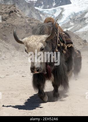Yak on the way to Everest base camp - Nepal Stock Photo