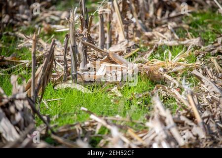 Cover crop planting after corn on Eastern Shore of Maryland Stock Photo