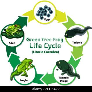 Diagram showing frog life cycle on white background illustration Stock ...
