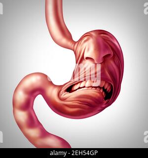 Stomach ache and upset digestion problem and food poisoning pain or ulcer discomfort medical concept as a human digestive organ painfully. Stock Photo