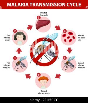 Malaria transmission cycle information infographic illustration Stock Vector