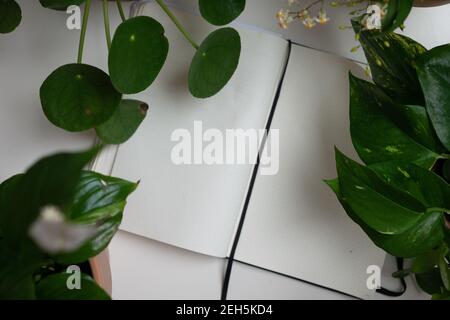 Notebook workplace flat lay white home office workplace green potted plants indoor concept notes pen journaling writing at home hobby  spring Stock Photo