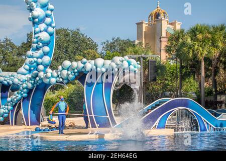 Orlando, Florida. November 20, 2020. Dolphins jumping in Dolphins Day Show at Seaworld (114) Stock Photo