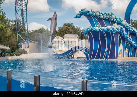 Orlando, Florida. November 20, 2020. Dolphins jumping in Dolphins Day Show at Seaworld (139) Stock Photo