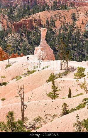 BRYCE CANYON, UT - May 26, 2012. Man hiking on a trail in Bryce Canyon landscape, Bryce Canyon National Park, USA Stock Photo