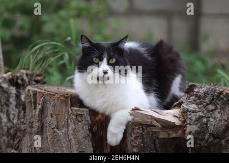 black and white fluffy cat sits on a tree stump near a flower bed, big green eyes Stock Photo