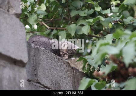 the muzzle of a gray cat on the fence, the cat looks out from above Stock Photo