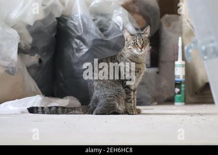 beautiful tabby cat posing, portrait of a tabby domestic cat, in the house Stock Photo