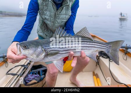 Striper fishing maine hi-res stock photography and images - Alamy
