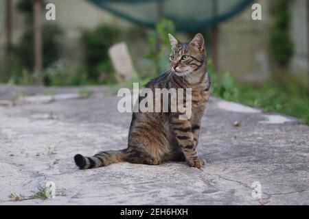 portrait of a tabby cat, an adult tabby cat sits on concrete, severe cat Stock Photo