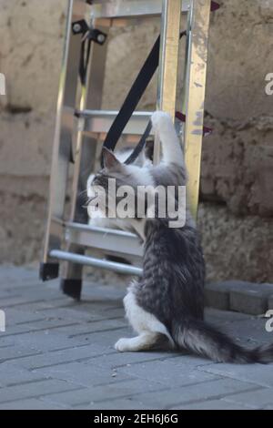 fluffy two gray-white cats on a sunny day playing at the wall of the house near the iron stairs, kittens play Stock Photo