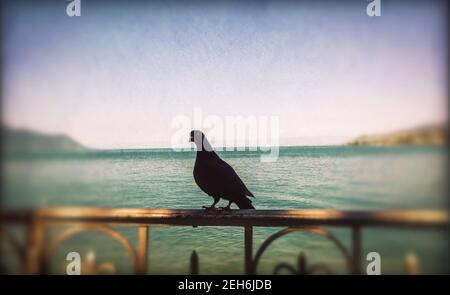 Eye-level shot of a black pigeon perched on a metal railing near the sea in France Stock Photo