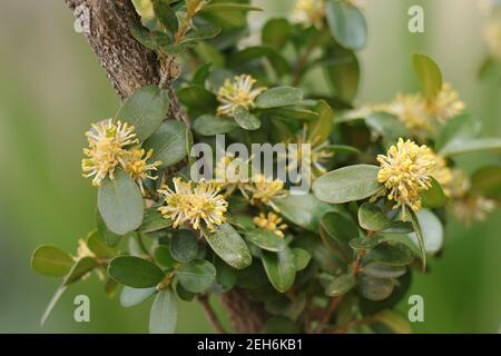 Blooming boxwood. Buxus sempervirens with yellow flowers. Yellow Buxus flowers Stock Photo