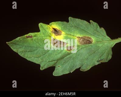 Early blight (Alternaria solani) target spot or bullseye lesions pattern on a tomato leaf, Thailand Stock Photo