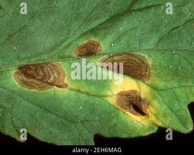 Early blight (Alternaria solani) target spot or bullseye lesions pattern on a tomato leaf, Thailand Stock Photo