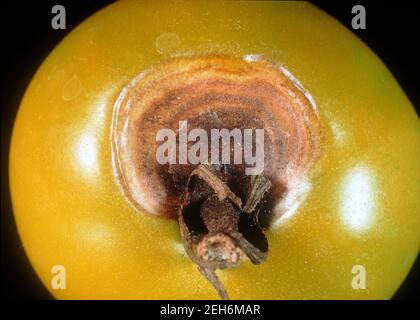 Early blight (Alternaria solani) target spot or bullseye lesions pattern on a tomato fruit, Thailand Stock Photo