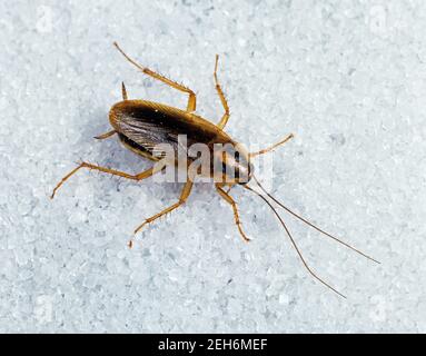 German cockroach (Blattella germanica) adult male public health and kitchen pest on sugar Stock Photo