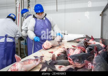 Workers cutting pieces of catfish at seafood packing plant, Jessup, MD Stock Photo