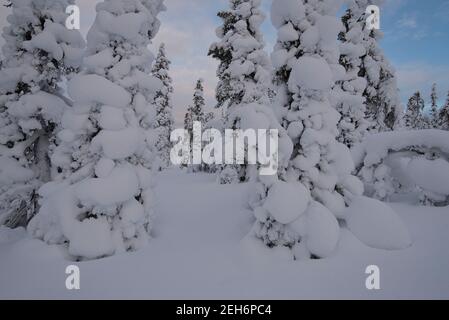 Wintery landscape in Pallas-Yllästunturi National Park, Muonio, Lapland, Finland