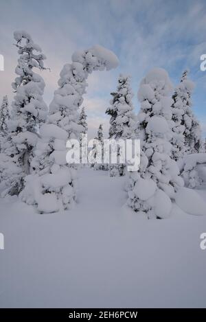 Wintery landscape in Pallas-Yllästunturi National Park, Muonio, Lapland, Finland