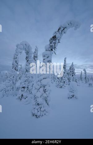 Wintery landscape in Pallas-Yllästunturi National Park, Muonio, Lapland, Finland