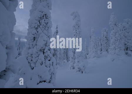 Wintery landscape in Pallas-Yllästunturi National Park, Muonio, Lapland, Finland