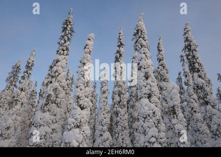 Wintery landscape in Pallas-Yllästunturi National Park, Muonio, Lapland, Finland
