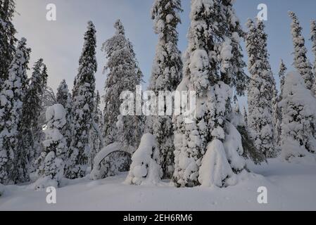 Wintery landscape in Pallas-Yllästunturi National Park, Muonio, Lapland, Finland