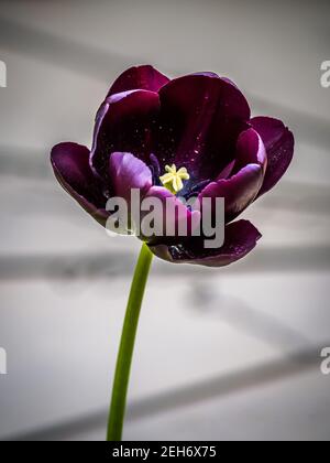 Black tulips form part of the Terra Nova memorial at Roath Park Lake in Cardiff Stock Photo