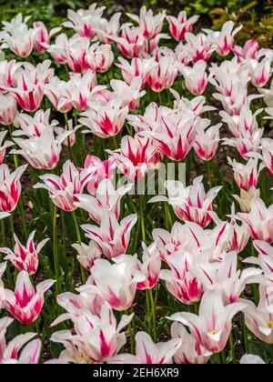 A collection of white and pink tulips makes a splash at Roath Park Lake in Cardiff Stock Photo