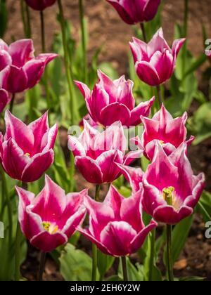 A group of red tulips putting on a good show at Roath Park Lake in Cardiff Stock Photo