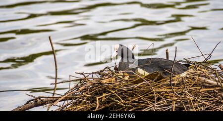 A Coot on its nest at Roath Park Lake in Cardiff. Coots are larger than moorhens and have a white bill instead of a red one. Stock Photo