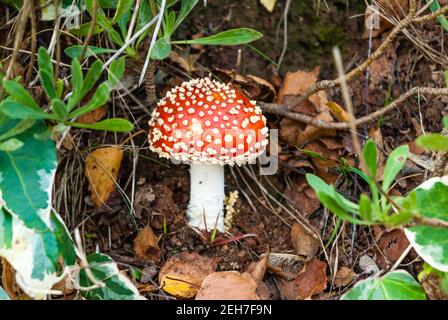 A Toadstall Growing in a Private Garden or Fly Agaric/ Amanita Muscaria. Stock Photo