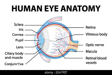 Diagram of human eye anatomy with label illustration Stock Vector