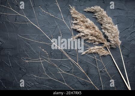 Dry reed and a thin graceful branch on a black textured background. Copy space. Stock Photo