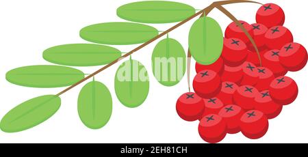 Mountain ash icon. Isometric of mountain ash vector icon for web design isolated on white background Stock Vector