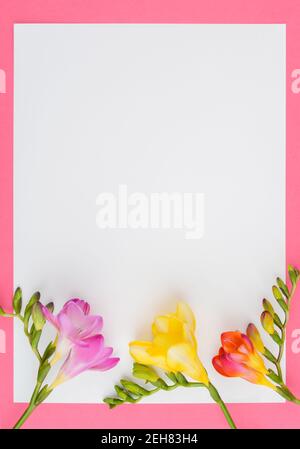 Fresh freesia flowers on empty white card with pink frame. Flat lay, top view. Copy space. Stock Photo